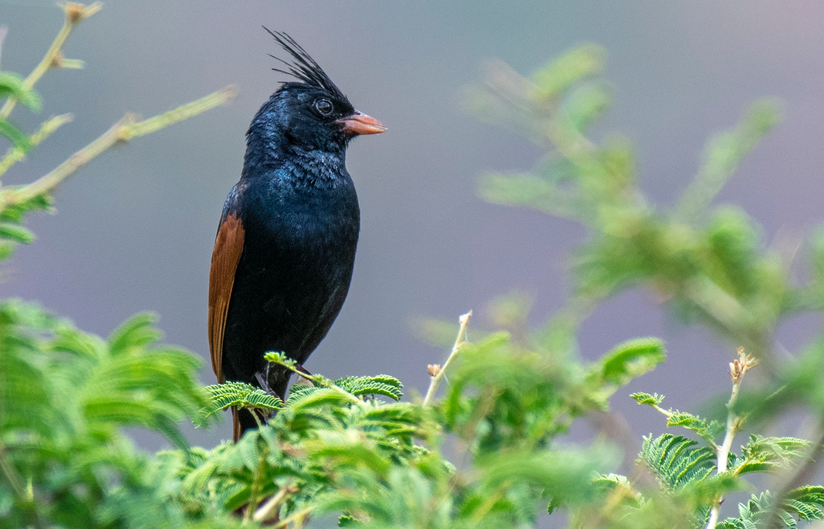  Cách sử dụng cám chim chất lượng để tăng hiệu quả cho chim tại Hà Nội