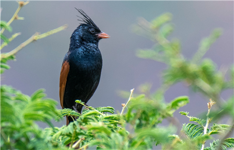 Ảnh  Cách sử dụng cám chim chất lượng để tăng hiệu quả cho chim tại Hà Nội